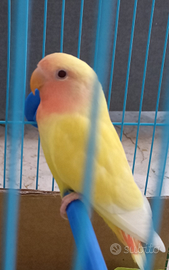 Pappagallo inseparabile