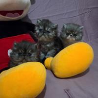 Cuccioli persiani ipertipici