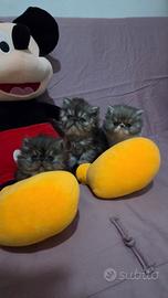 Cuccioli persiani ipertipici