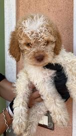 Lagotto Romagnolo cuccioli