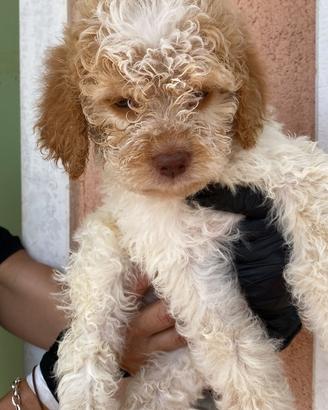 Lagotto Romagnolo cuccioli