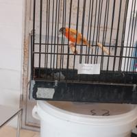 Cardinalini