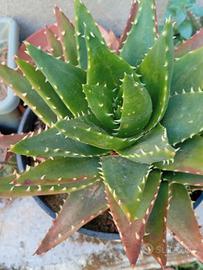 Aloe nobilis succulenta 