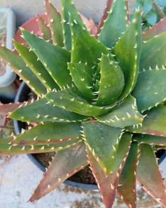 Aloe nobilis succulenta 