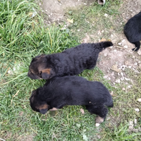 Cuccioli di pastore tedesco