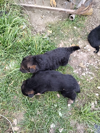 Cuccioli di pastore tedesco