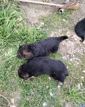 Cuccioli di pastore tedesco