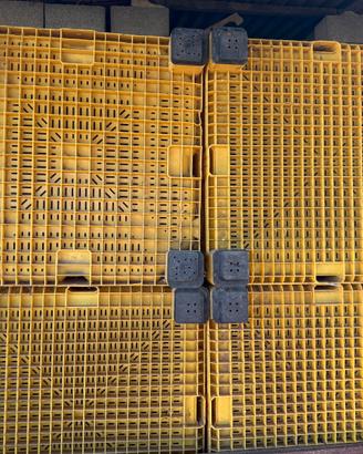 Cassoni per raccolta olive n. 14