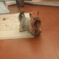 Ricerchiamo fattrice per riproduzione