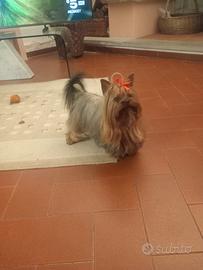 Ricerchiamo fattrice per riproduzione