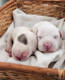 American Bully pocket