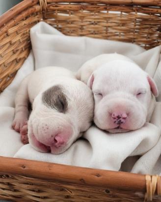 American Bully pocket