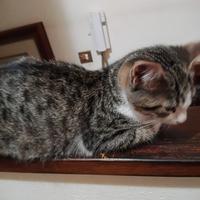 Gattini