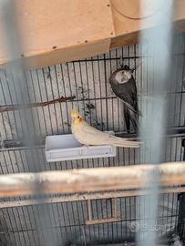 Uccelli