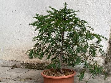 Pre bonsai tasso