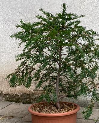 Pre bonsai tasso