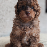 Barboncino merle