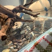 Ancistrus ben tenuti