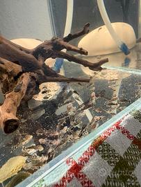 Ancistrus ben tenuti