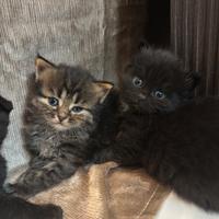 Cuccioli British e Persiani