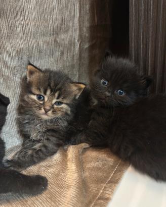 Cuccioli British e Persiani