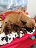 buldog-francese-con-pedigree-enci