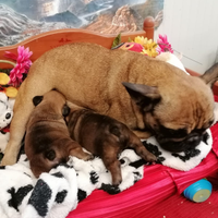 Buldog Francese Con Pedigree Enci