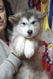 Cuccioli Alaskan Malamute