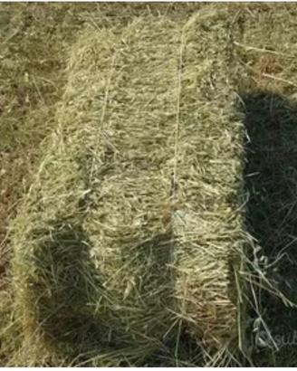 Fieno in Ballette e Balloni