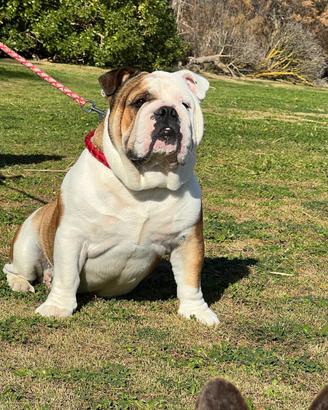 Bulldog