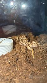 Heterodon nasicus baby