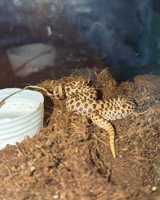 Heterodon nasicus baby