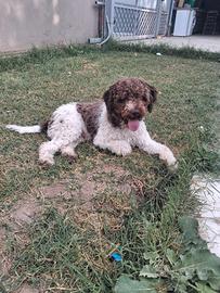 Lagotto romagnolo