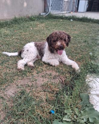 Lagotto romagnolo