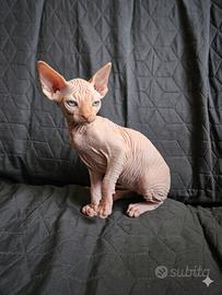 Gatti Sphynx cuccioli