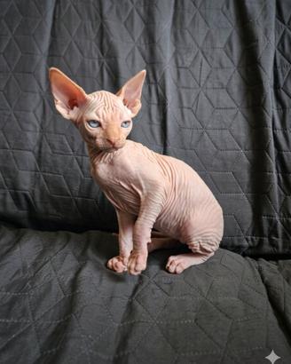 Gatti Sphynx cuccioli