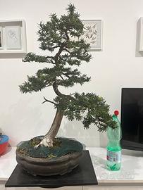 Bonsai tasso