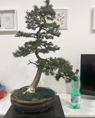 Bonsai tasso