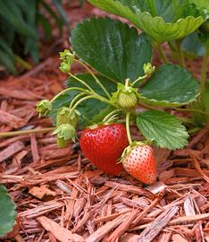 PIANTE FRAGOLE 4 STAGIONI