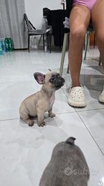 Bulldog francese