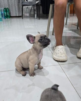 Bulldog francese
