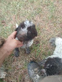 cuccioli di lagotto