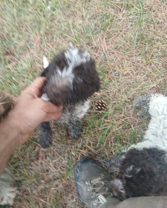 cuccioli di lagotto