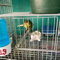 Canarini razza Timbrato M e F