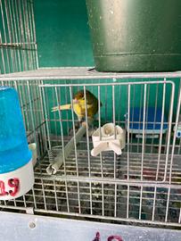 Canarini razza Timbrato M e F