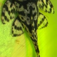 Hypancistrus L236 sw