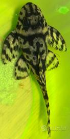 Hypancistrus L236 sw