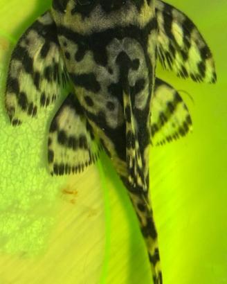 Hypancistrus L236 sw