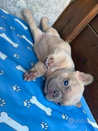 Bulldog - cuccioli disponibili
