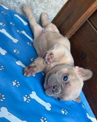 Bulldog - cuccioli disponibili